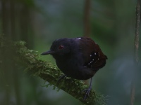 FL6A9600Dull-mantled_Antbird