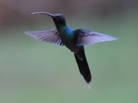 FL6A9600Green_Hermit