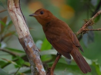 FL6A9625Rufous_Mourner