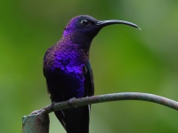 FL6A9653Violet_Sabrewing