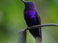 FL6A9663Violet_Sabrewing