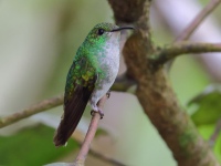 FL6A9708Coppery-headed_Emerald
