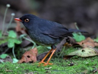 FL6A9711Slaty-backed_Nightingale_Thrush