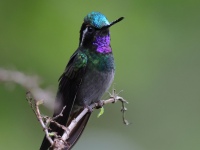 FL6A9723Purple-throated_Mountain-Gem