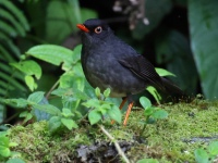 FL6A9732Slaty-backed_Nightingale_Thrush