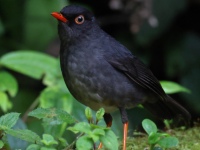 FL6A9737Slaty-backed_Nightingale_Thrush