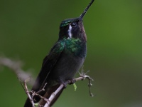 FL6A9751Purple-throated_Mountain-Gem