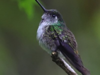 FL6A9751White-bellied_Mountain-Gem