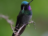 FL6A9754Purple-throated_Mountain-Gem