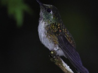 FL6A9759White-bellied_Mountain-Gem