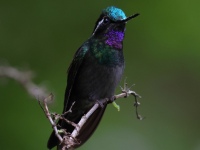 FL6A9761Purple-throated_Mountain-Gem