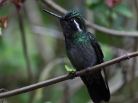FL6A9781Purple-throated_Mountain-Gem