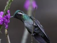 FL6A9797Purple-throated_Mountain-Gem