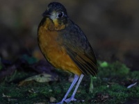 FL6A9819Scaled_Antpitta