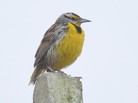 FL6A9853Eastern_Meadowlark