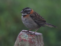 FL6A9871Rufous-collared_Sparrow