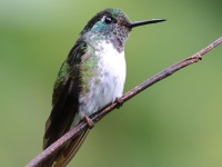 FL6A9887White-bellied_Mountain-Gem
