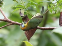 FL6A9910Red-headed_Barbet FL6A9910Red-headed_Barbet