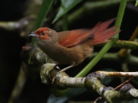 FL6A9944Red-faced_Spinetail
