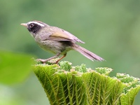 FL6A9979Black-cheeked_Warbler