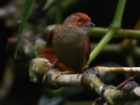 FL6A9985Red-faced_Spinetail
