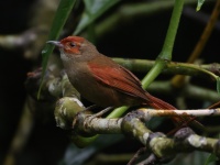 FL6A9999Red-faced_Spinetail-topaz FL6A9999Red-faced_Spinetail-topaz