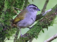 A10A2335Black-stripe_Sparrow