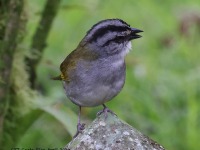 A10A2340Black-stripe_Sparrow