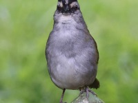 A10A2342Black-stripe_Sparrow