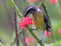 A10A2356Bananaquit