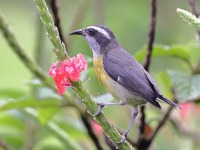 A10A2360Bananaquit