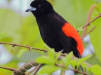 A10A2382Scarlet-rumped_Tanager