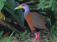 A10A2412Russet-naped_Wood-rail