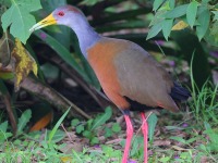 A10A2420Russet-naped_Wood-rail