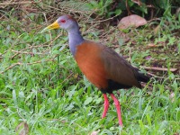 A10A2432Russet-naped_Wood-rail