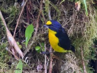 A10A2463Yellow-throated_Euphonia