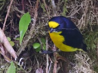 A10A2466Yellow-throated_Euphonia