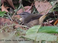 A10A2471Buff-rumped_Warbler