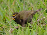 A10A2488Yellow-faced_Grassquit