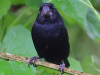 A10A2493Variable_Seedeater