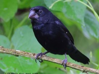 A10A2494Variable_Seedeater