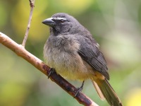 A10A2658Cinnamon-bellied_Saltator