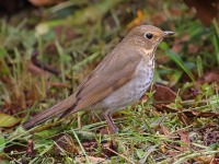 A10A2675Swainsons_Thrush