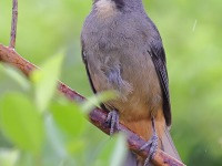 A10A2840Cinnamon-bellied_Saltator