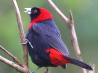 A10A2918Crimson-collared_Tanager