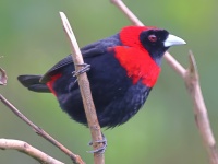 A10A2941Crimson-collared_Tanager