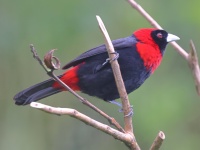 A10A2954Crimson-collared_Tanager