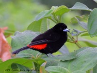 A10A3023Scarlet-rumped_Tanager