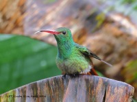 A10A3041Rufous-tailed_Hummingbird