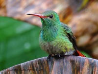 A10A3051Rufous-tailed_Hummingbird